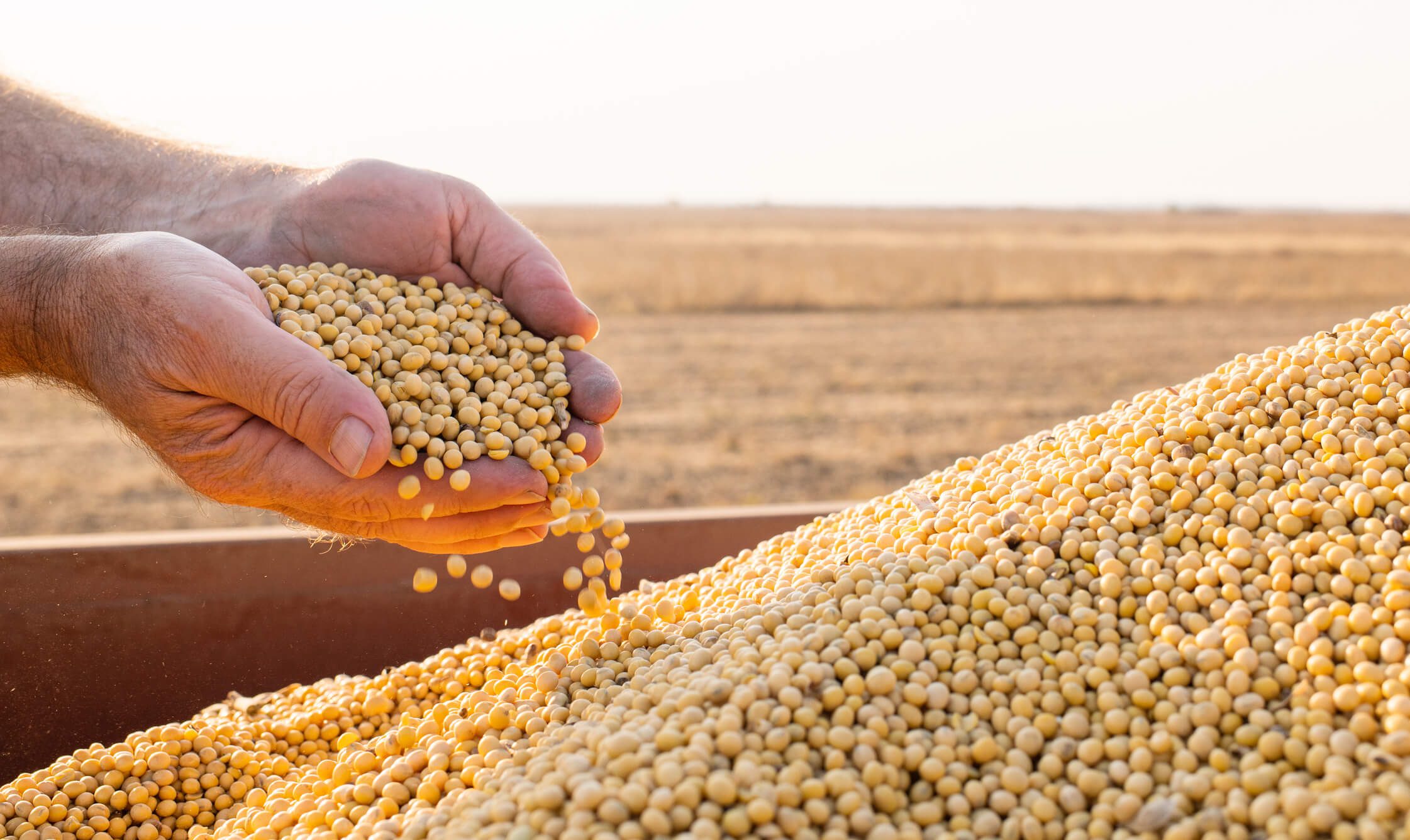 Farmer examining soybean crop