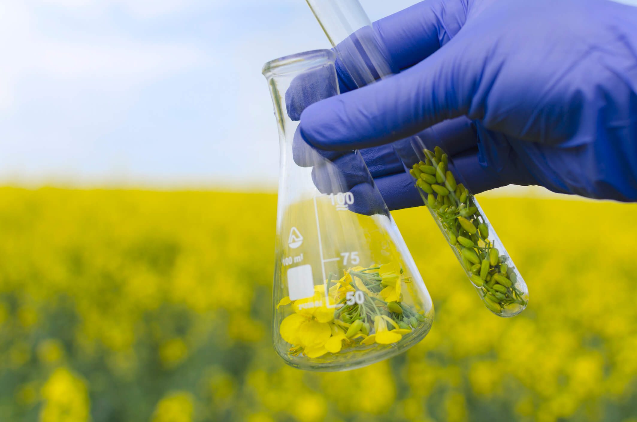 Gloved hand holding plants in lab glassware