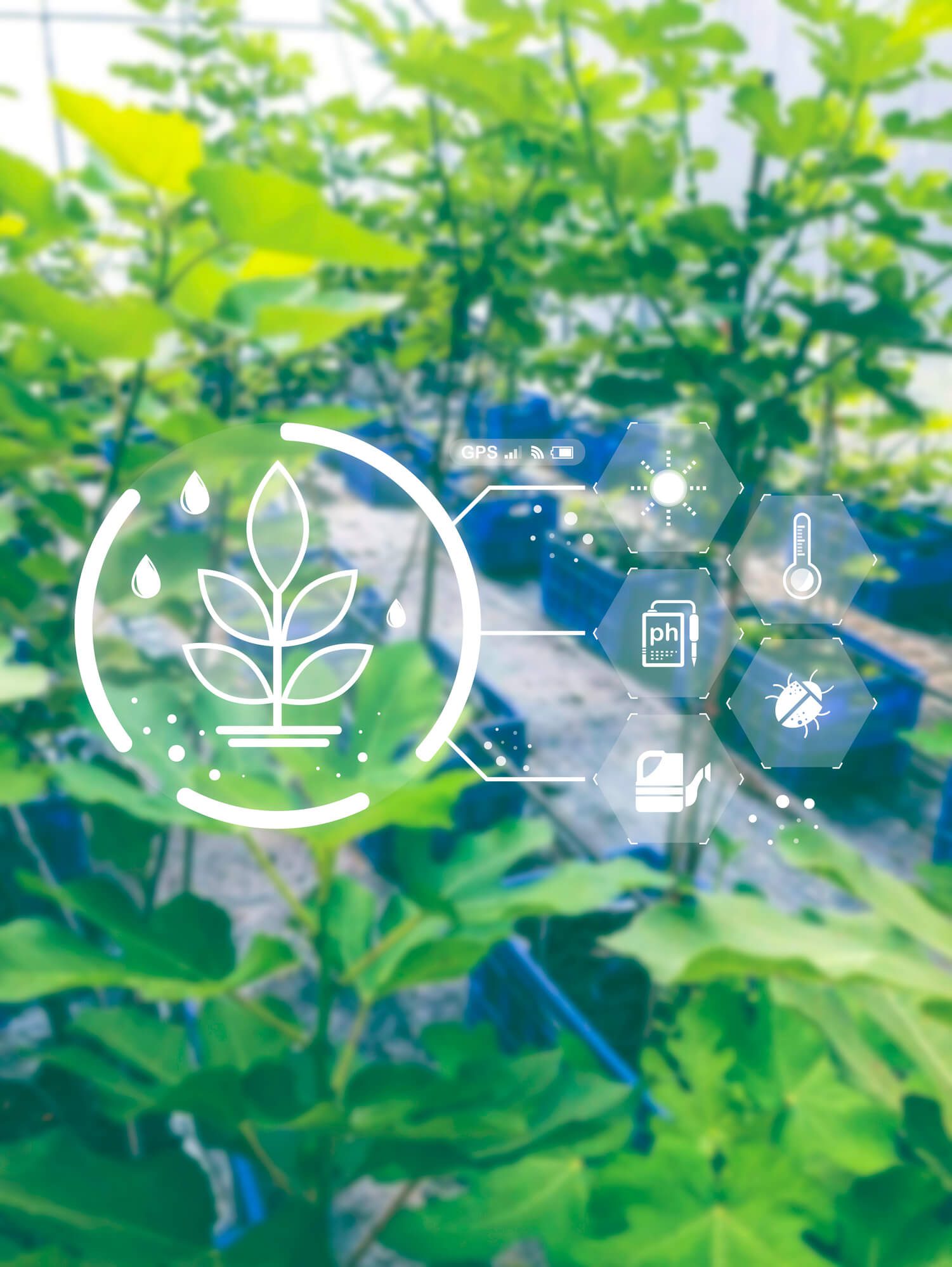 Digital agriculture interface on leafy plants