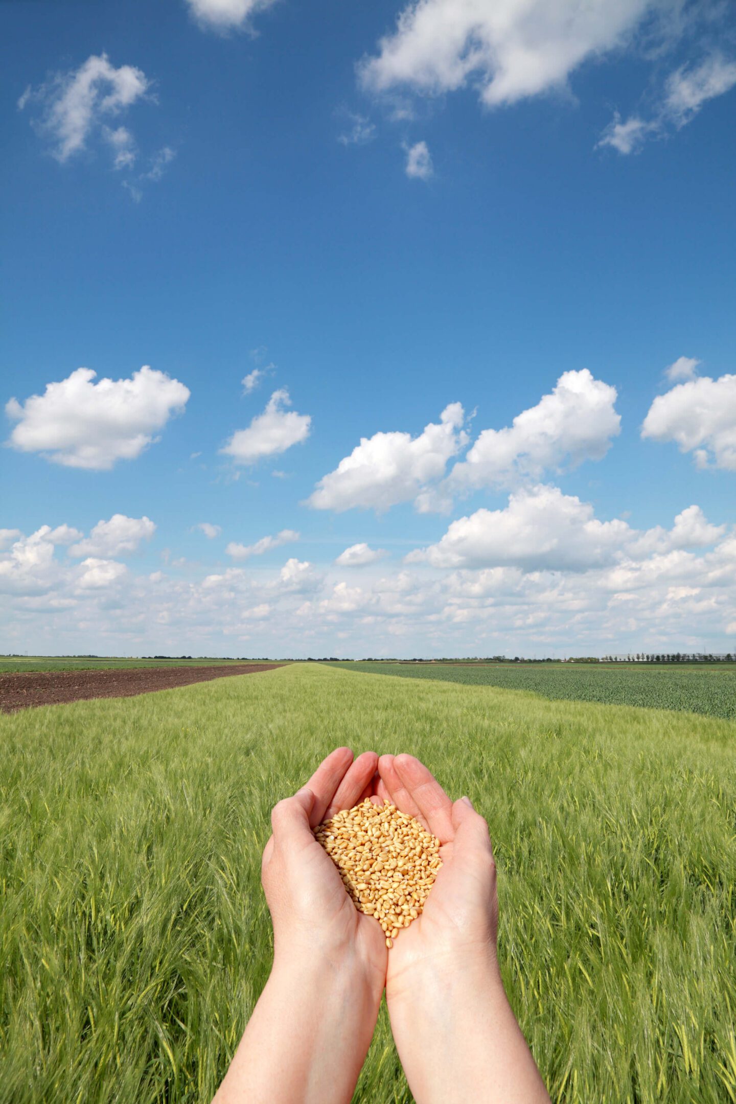 Wheat field, hands cupping seeds