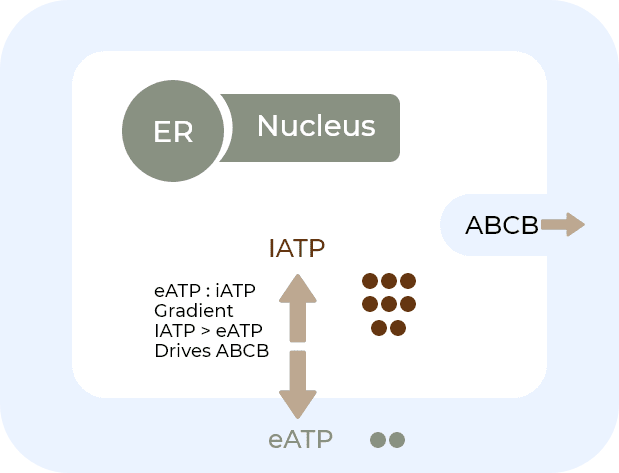 Diagram of cellular ATP transport