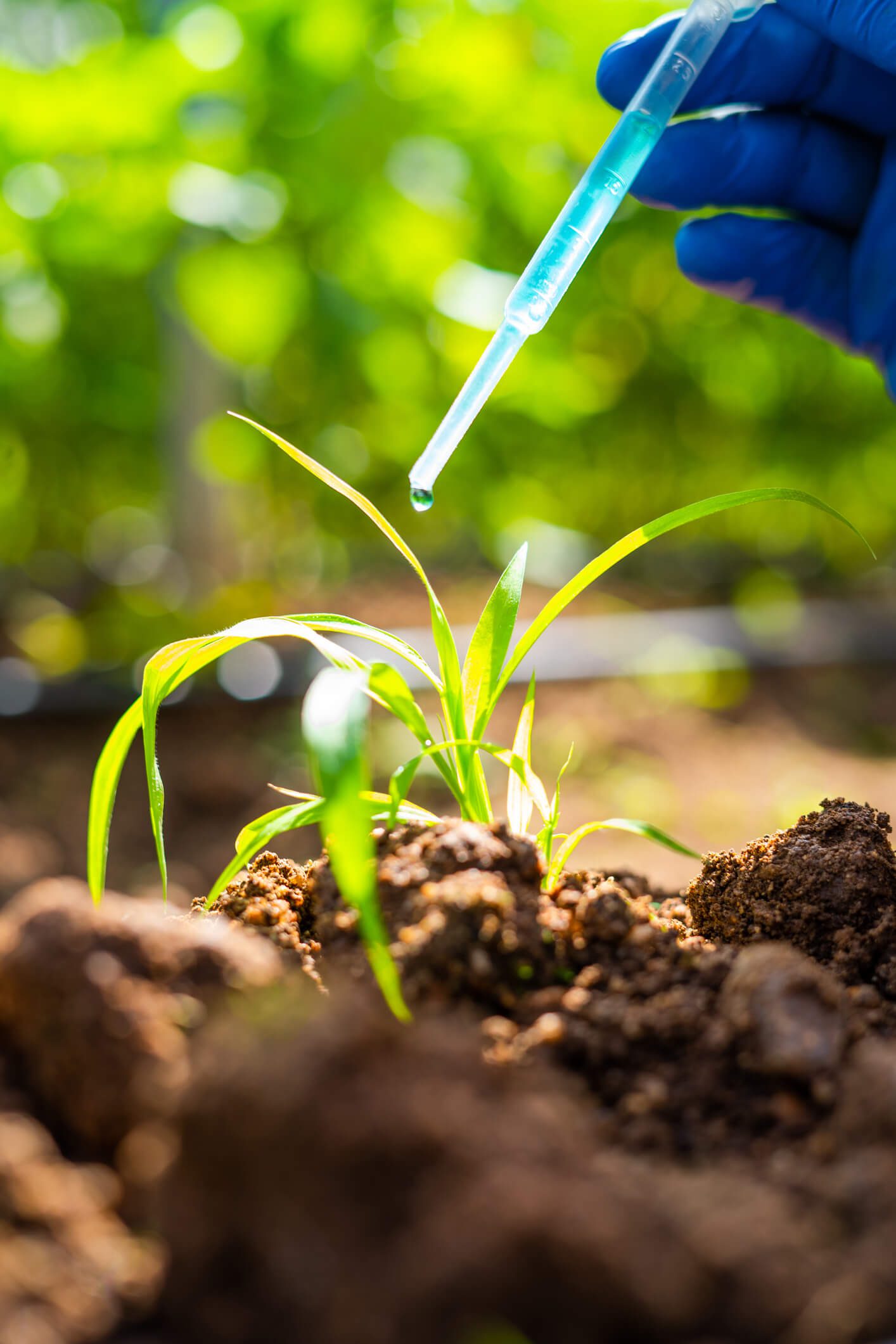 Blue-gloved hand watering young seedling