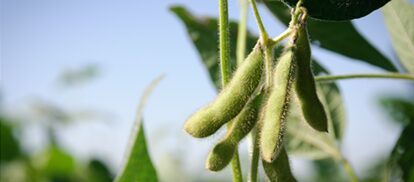 Soybean pods on a sunny day