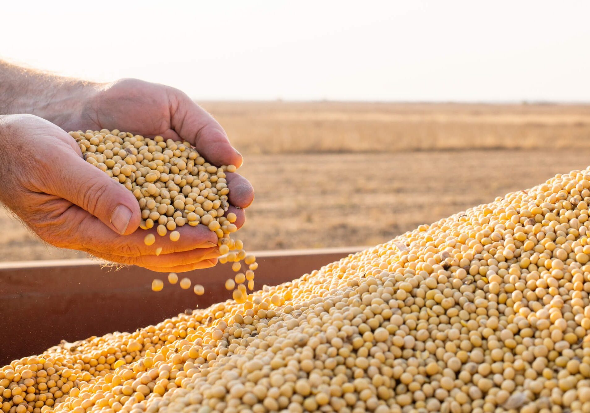 Farmer examining soybean crop