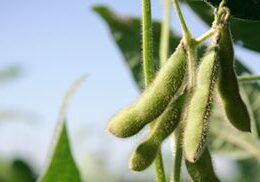 Soybean pods on a sunny day